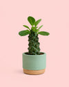 Euphorbia-Monadenium-maceta-2