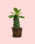Euphorbia Monadenium Mini + Vaso Cerâmica