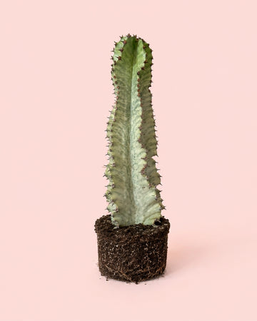 Euphorbia Cactus Variegado M