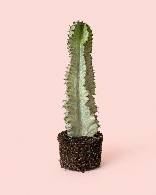 Euphorbia Cactus Variegado M