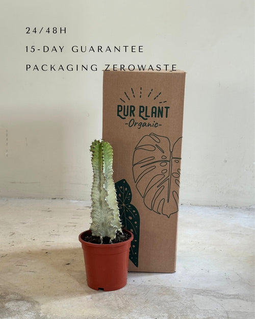 Euphorbia Cactus Variegado M packaging