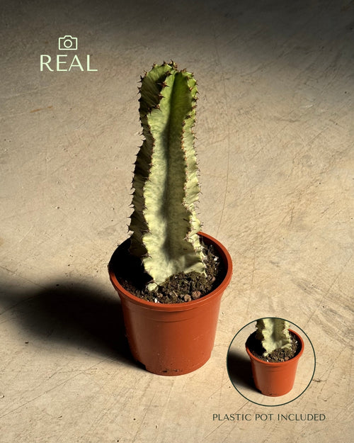 Euphorbia Cactus Variegado M real