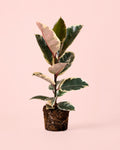 Ficus Elástica Tineke G