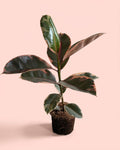 Ficus Elástica Belize M