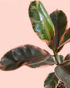 Detalle de las hojas verdes, crema y rosas del Ficus Elástica Belize