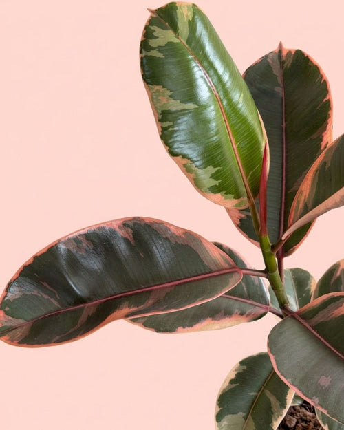 Detalle de las hojas verdes, crema y rosas del Ficus Elástica Belize