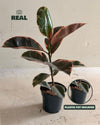 Foto real del Ficus Elástica Belize M