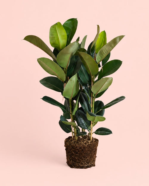 Ficus Elástica Robusta XL