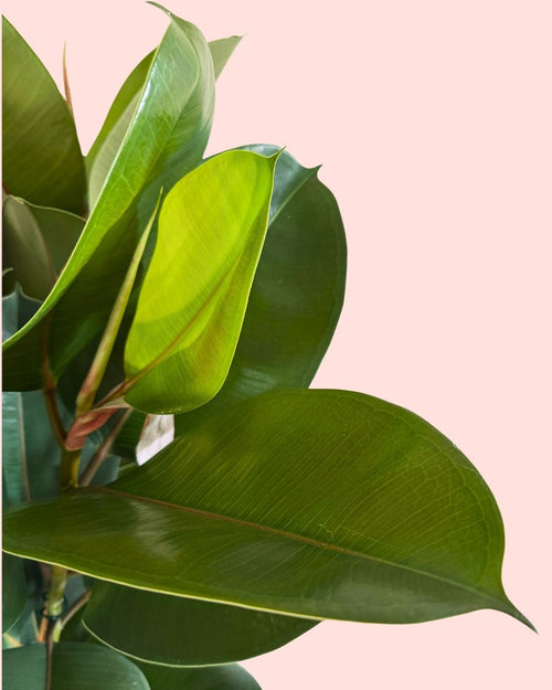 Ficus Elástica Robusta XL detail