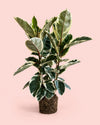 Ficus Elástica Tineke XL