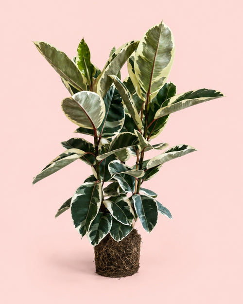 Ficus Elástica Tineke XL
