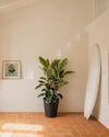 Ficus Elástica Tineke XL context