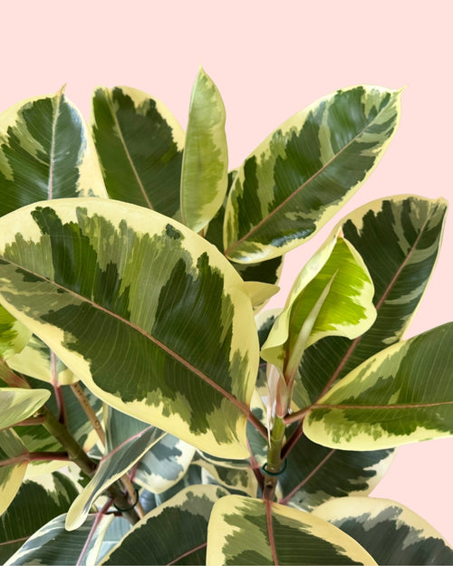 Ficus Elástica Tineke XL detail