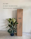 Ficus Elástica Tineke XL packaging