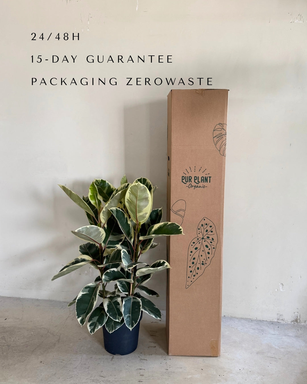 Ficus Elástica Tineke XL packaging