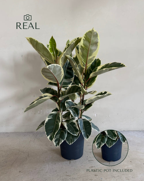 Ficus Elástica Tineke XL real