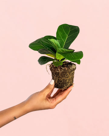 Ficus Lyrata Mini