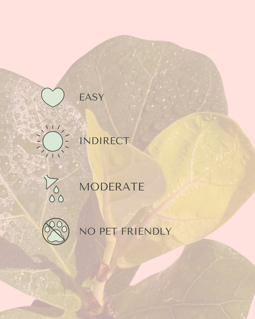 Ficus Lyrata Mini care