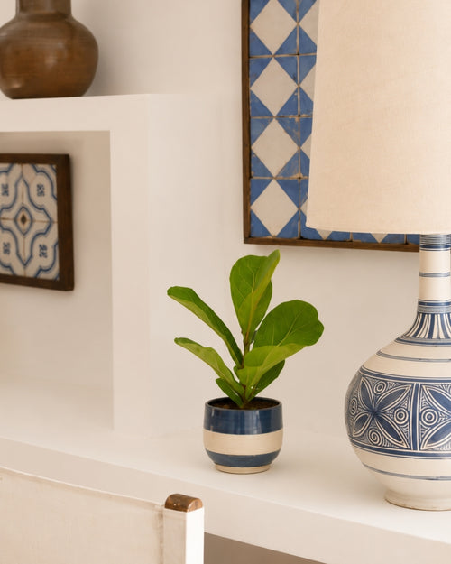 Ficus Lyrata Mini context