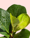 Ficus Lyrata Mini detail