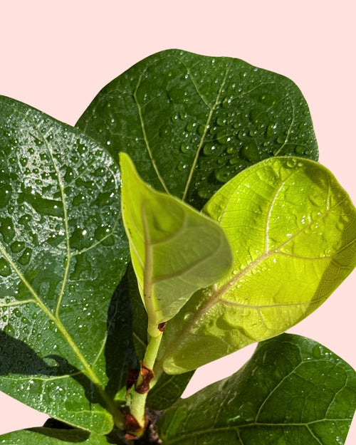 Ficus Lyrata Mini detail