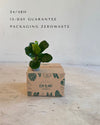 Ficus Lyrata Mini packaging