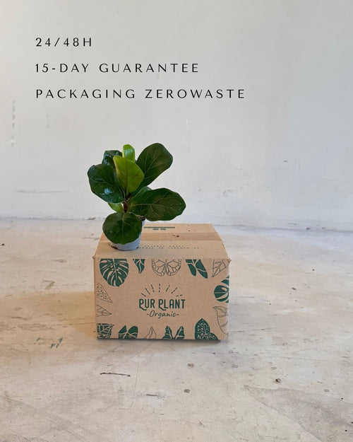 Ficus Lyrata Mini packaging