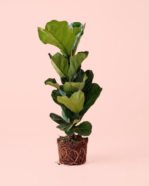 Ficus Lyrata XL