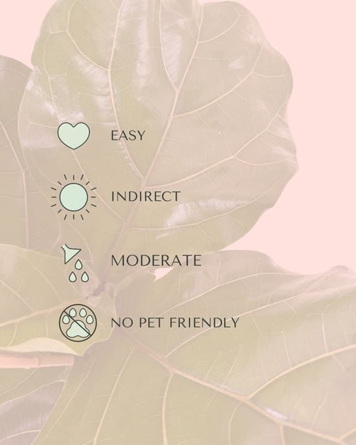 Ficus Lyrata XL care
