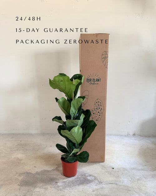 Ficus Lyrata XL packaging
