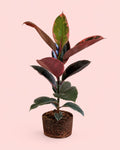 Ficus Elástica Belize L