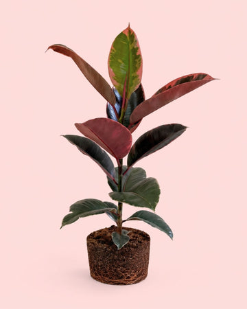 Ficus Elástica Belize L