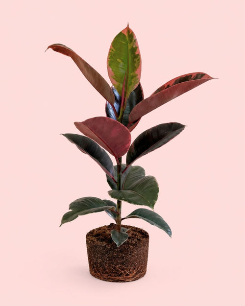 Ficus elastica Belize M