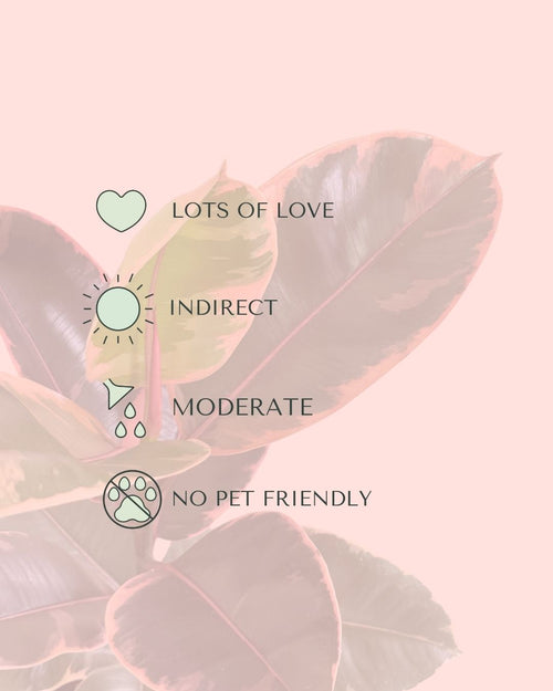 Ficus elastica Belize M care