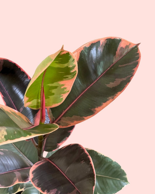 Ficus elastica Belize M detail