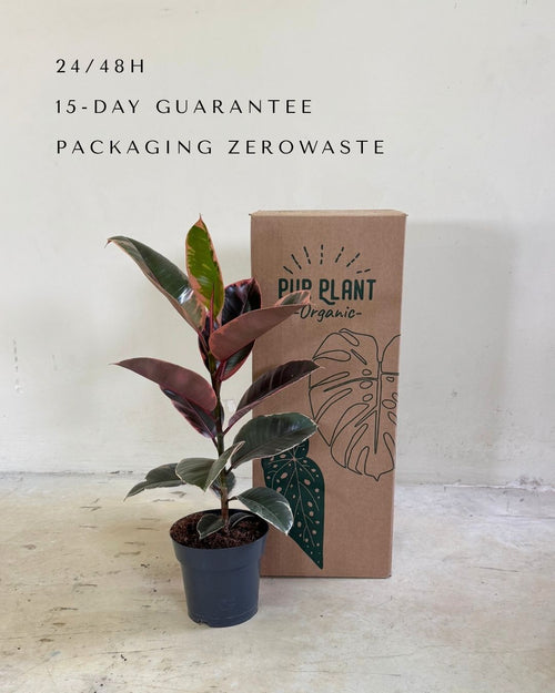 Ficus elastica Belize M packaging