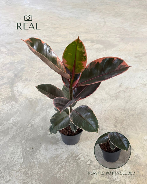 Ficus elastica Belize M real