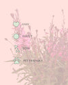 Gaura Rosa M