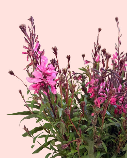 Gaura Rosa M