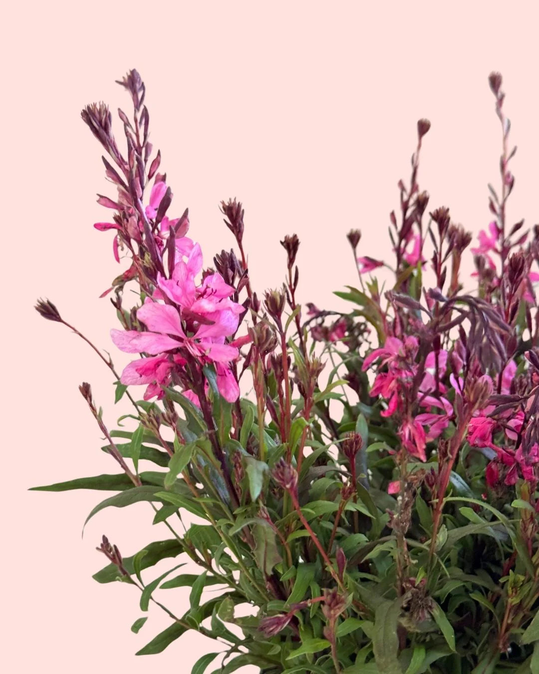 guia cuidados gaura planta con flor