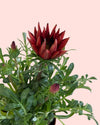 Gazanía - Flor do Tesouro Mix M