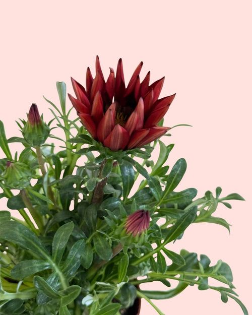 Gazanía - Flor do Tesouro Mix M