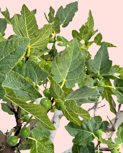 Higuera_arbol_XXL-detail