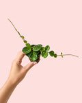 Hoya Mathilde Salpicos Mini