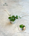 Hoya Mathilde Splash Mini real