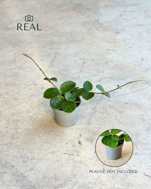 Hoya Mathilde Splash Mini real
