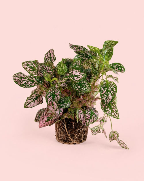 Hypoestes Pink M