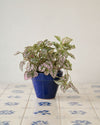 Hypoestes Pink M context 2