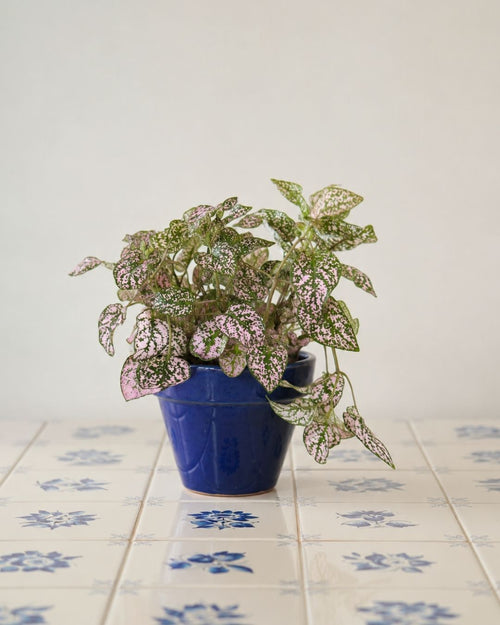 Hypoestes Pink M context 2