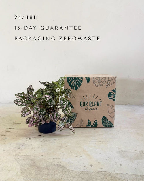 Hypoestes Pink M packaging